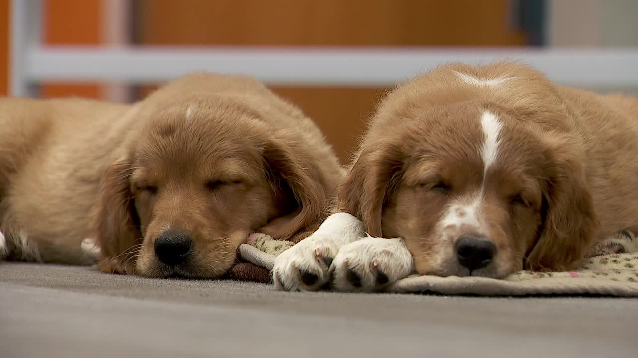 36 dogs rescued from unlicensed breeder in Cass County — Winona Community news